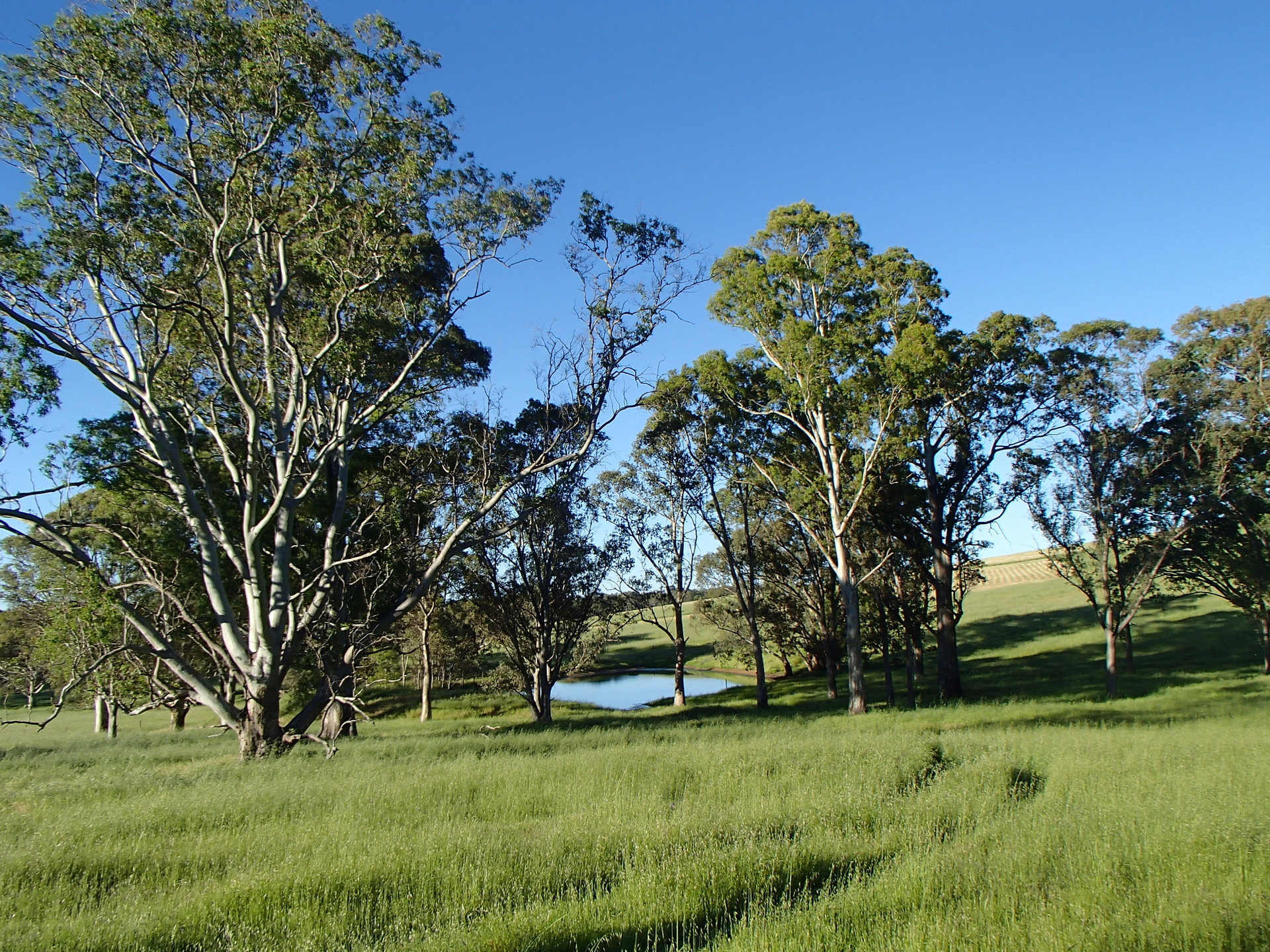 Allot 23 Woodlands Road, COCKATOO VALLEY, SA, 5351 Land buyMyplace
