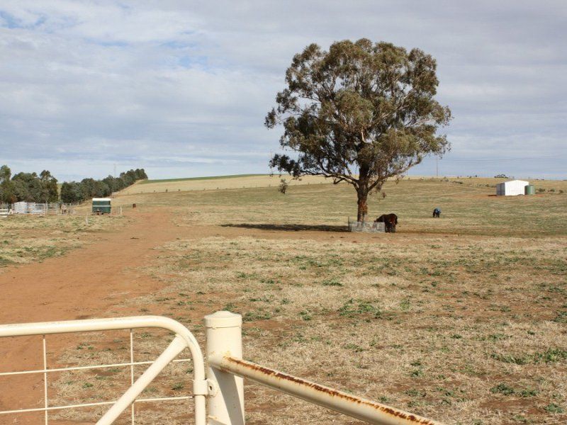 Real Estate For Sale JUNEE , NSW