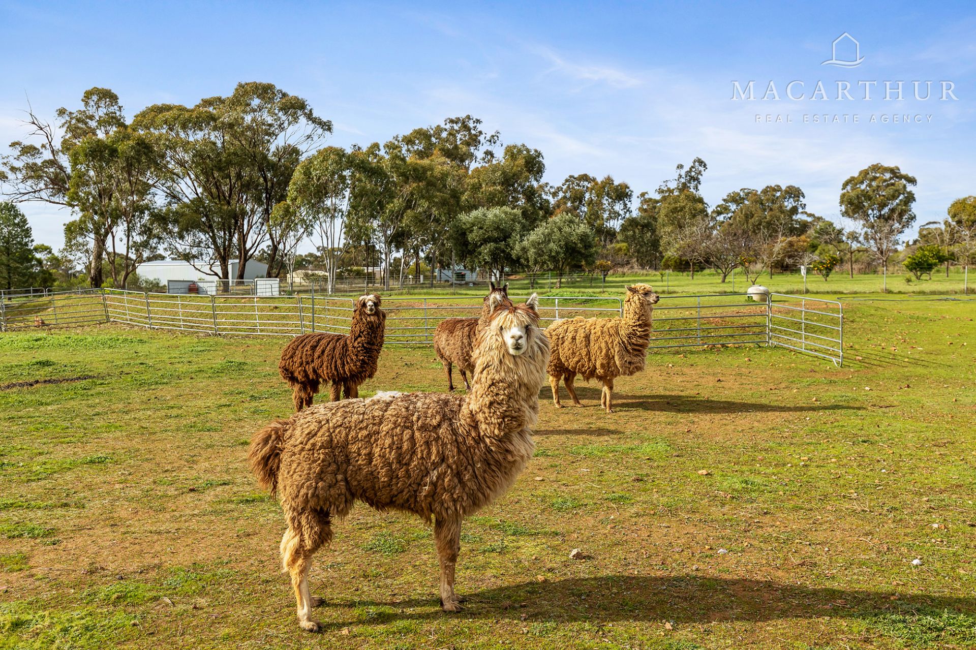 11 Devlin Street, Coolamon Macarthur Real Estate Agency