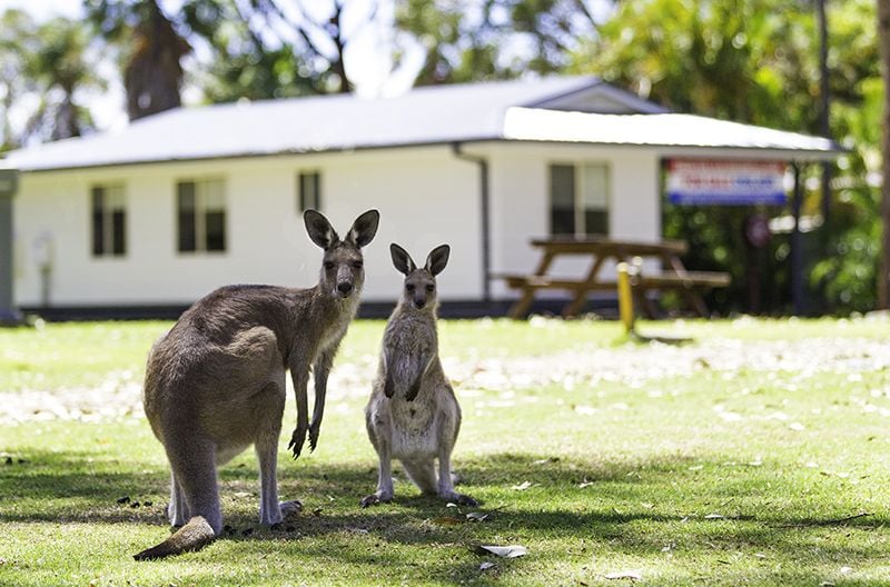 Real Estate For Sale 17 Grevillia Street, Darlington Beach Holiday