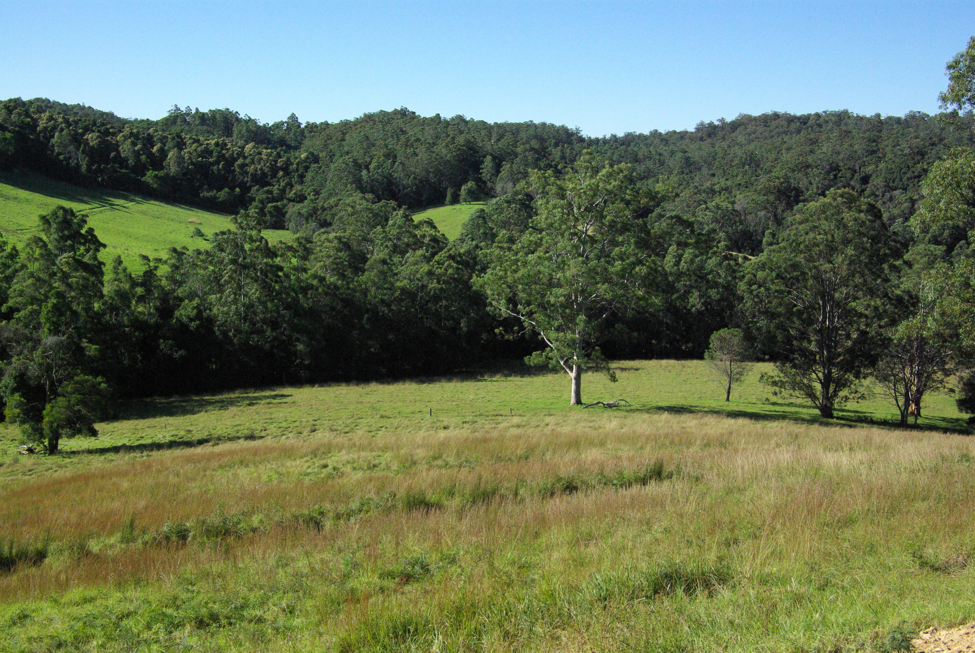 Lot 3 Schultz Road, BILLYS CREEK, NSW, 2453 Land buyMyplace