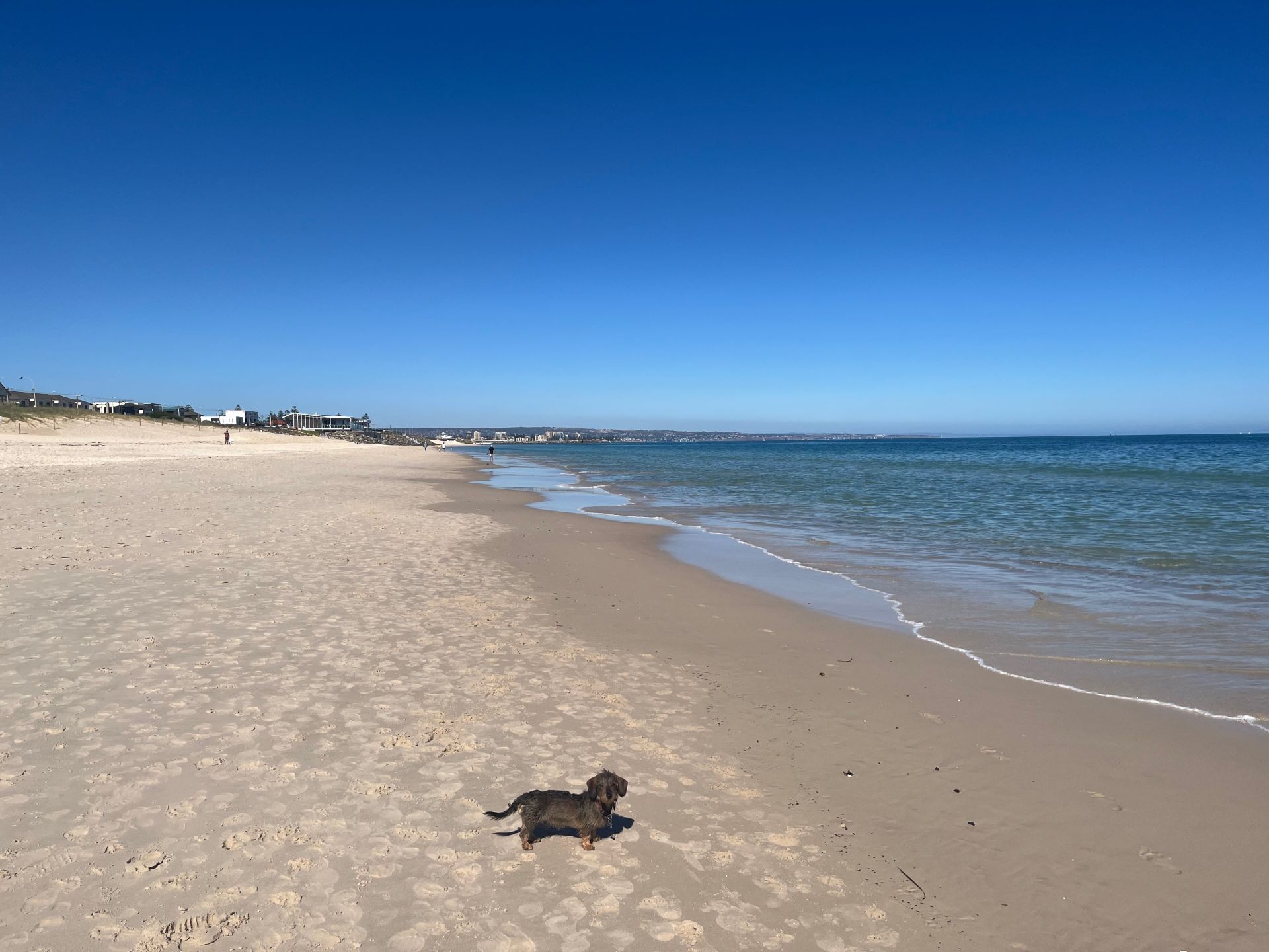 11A Gray Street, West Beach Williams Real Estate