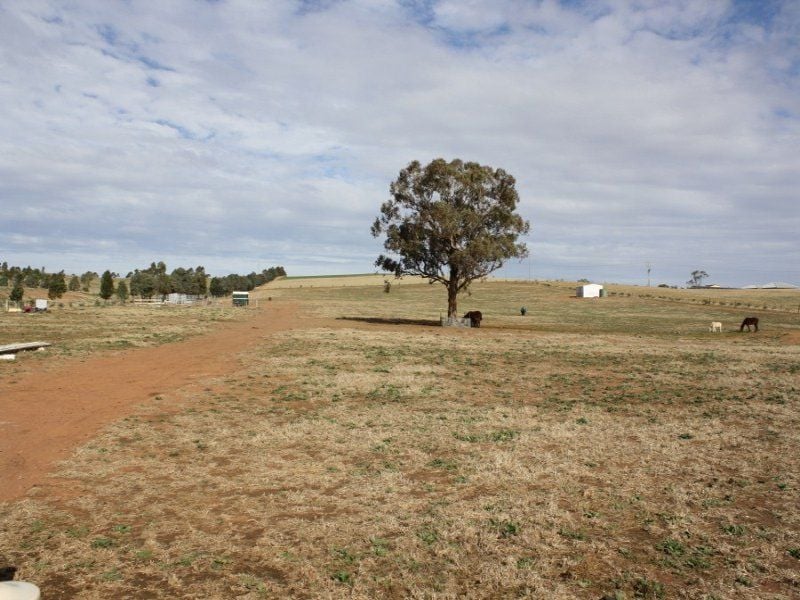 Real Estate For Sale JUNEE , NSW