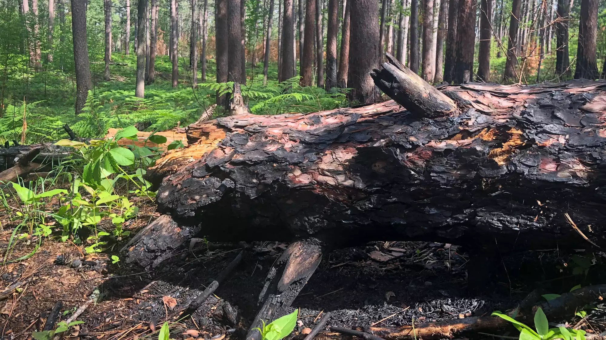 Trees are dying across the state and it could be due to climate change