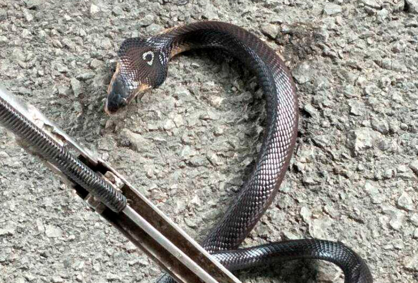 Mimpi Dipatuk Ular Tedung / fernanda ariya erisya Mimpi