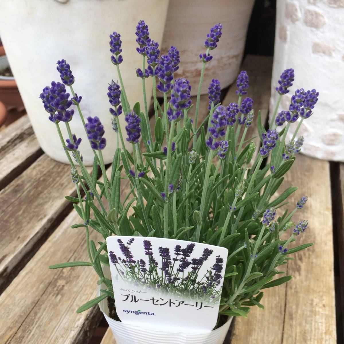 【新品】イングリッシュラベンダー《ブルーセントアーリー》 3.5号ポットの落札情報詳細 ヤフオク落札価格検索 オークフリー