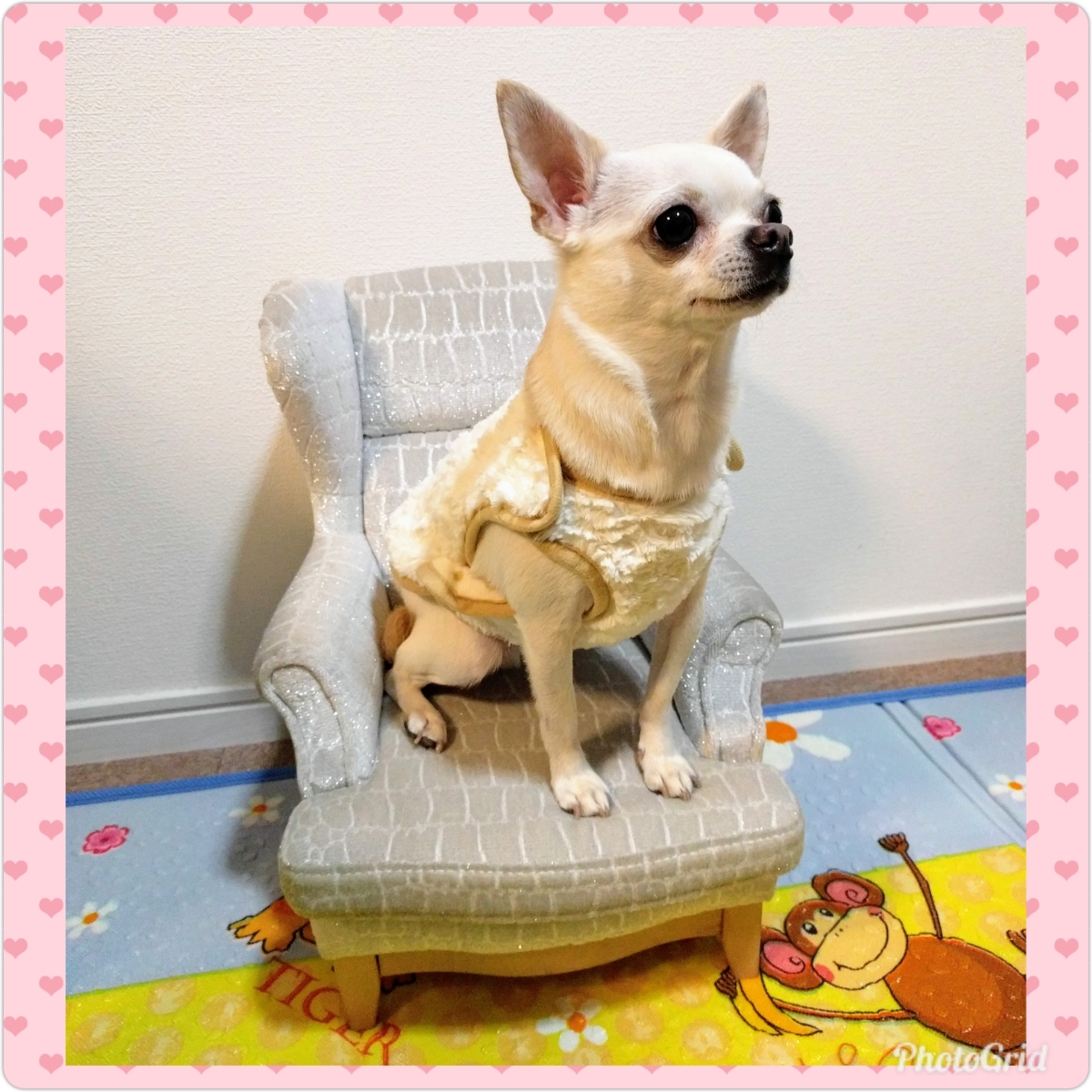 [10000印刷√] 犬 撮影 椅子 678430犬 撮影 椅子 Pictjpsipk70qx