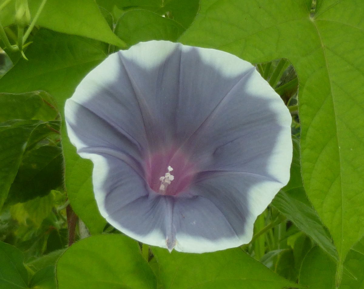 【新品】 朝顔 グレイモーニングミスト 現品のみの落札情報詳細 ヤフオク落札価格検索 オークフリー