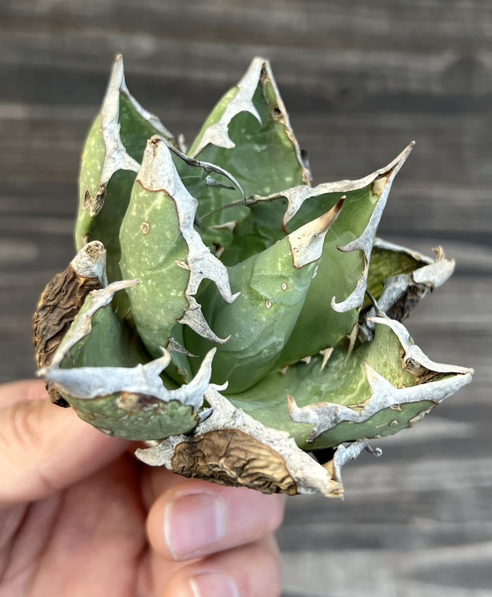 いオテロイ アガベ チタノタ オテロイ オアハカ メキシコ oaxaca seedling チタノタ