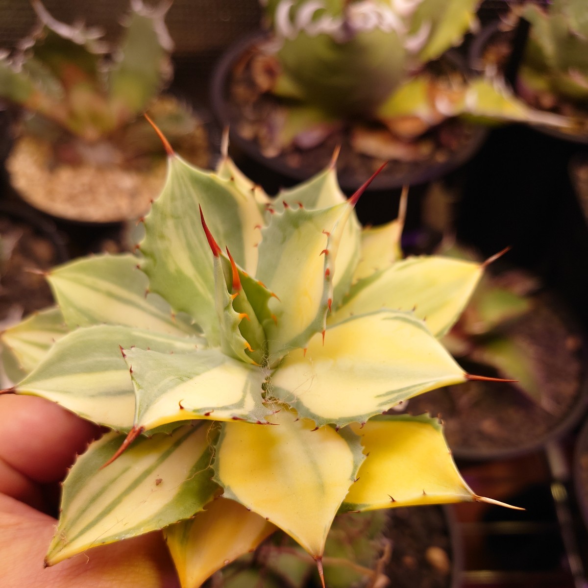 【未使用に近い】アガベイシスメンシス【楊貴妃】極上斑！の落札情報詳細 ヤフオク落札価格検索 オークフリー