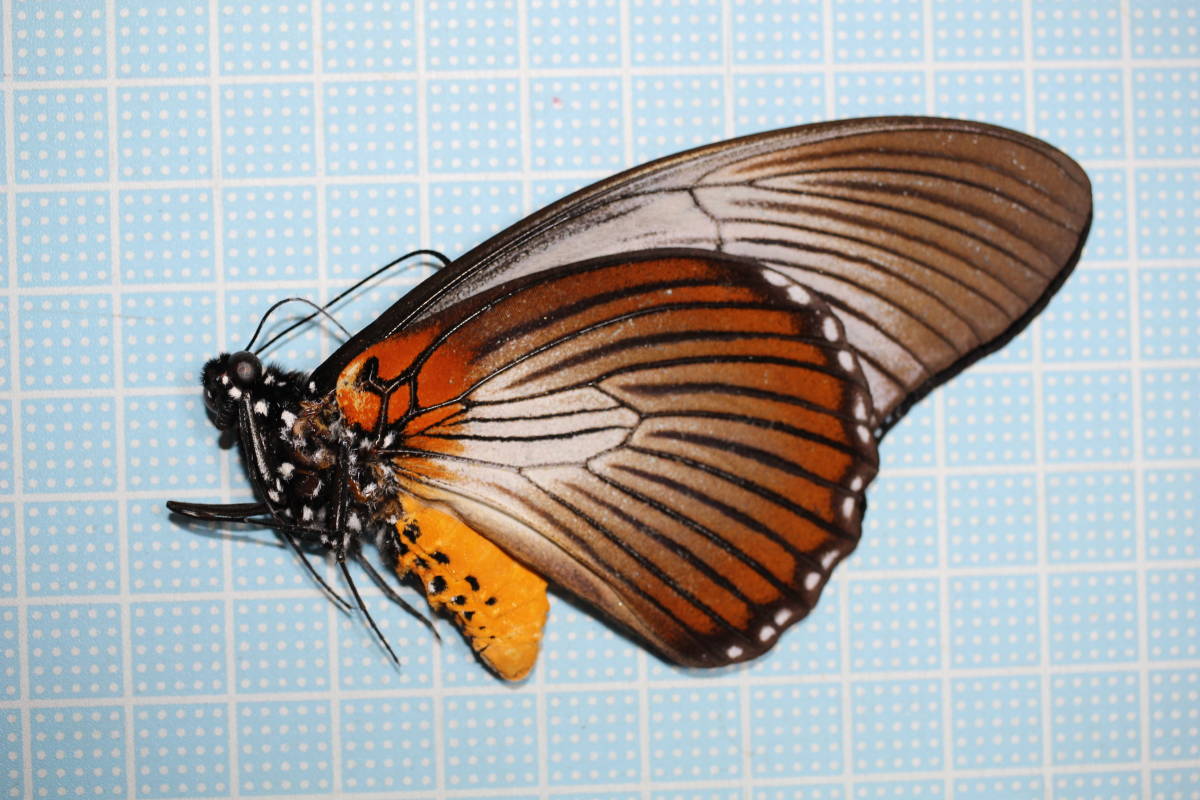 ファナモ On Twitter: "大宮のダイエーでなぜか展示されてた ザルモクシスアゲハ(ザルモクシスオオアゲハ)の≪雌≫標本 雌個体は本当に貴重で、全世界で十数点(大英博物館とか)しかないはずもののうちの一 一時期8千フランの懸賞金がかけられたりとか、生態がわからなすぎ ... 三角紙標本2596 中央アフリカ産 ザルモクシスオオアゲハ の落札情報詳細| ヤフオク落札価格情報 オークフリー・スマートフォン版