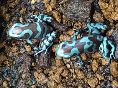 楽天市場】Dendrobtes Auratus Blue 【マダラヤドクガエル・ブルー】 : 昆虫専門店ホビー倶楽部 新品】マダラヤドクガエル ”スーパーブルー” 2匹 の落札情報詳細| ヤフオク落札価格情報 オークフリー・スマートフォン版