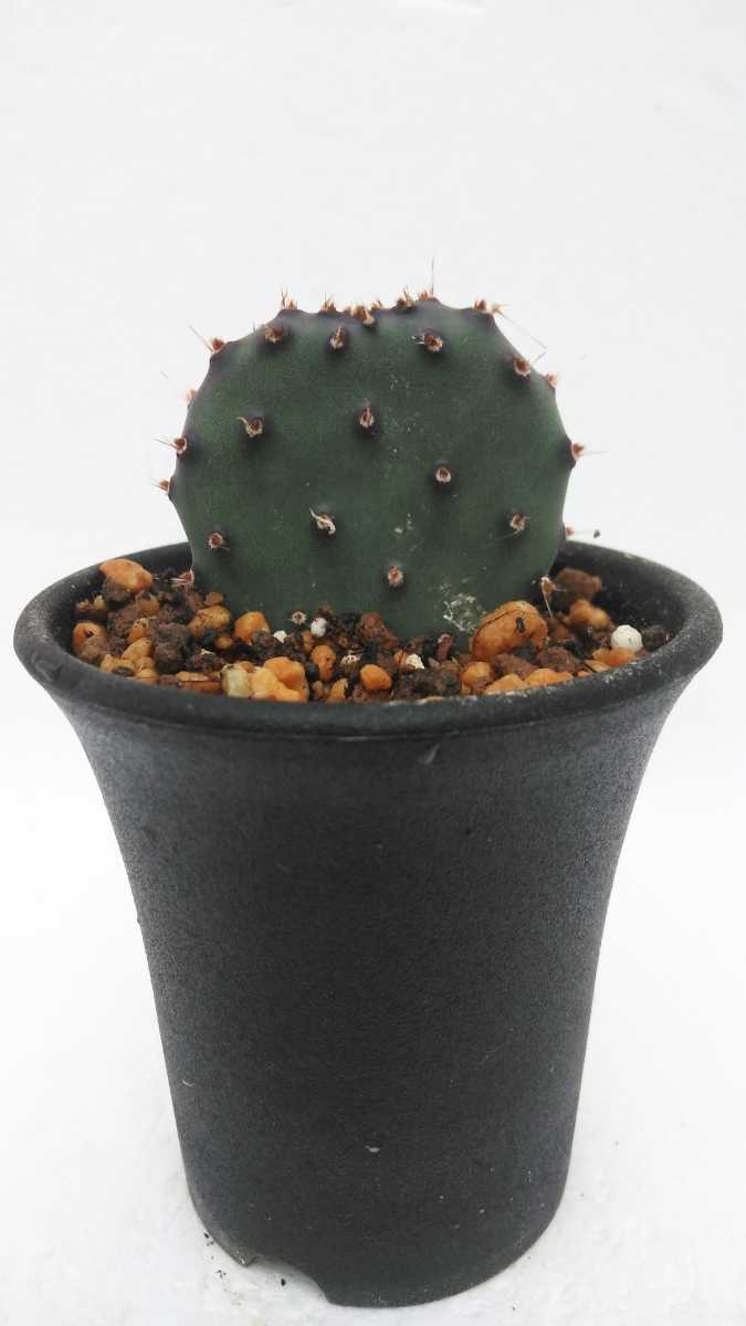 【新品】opuntia sp オプンチア opuntia santa rita special compact form オプンチア サンタ