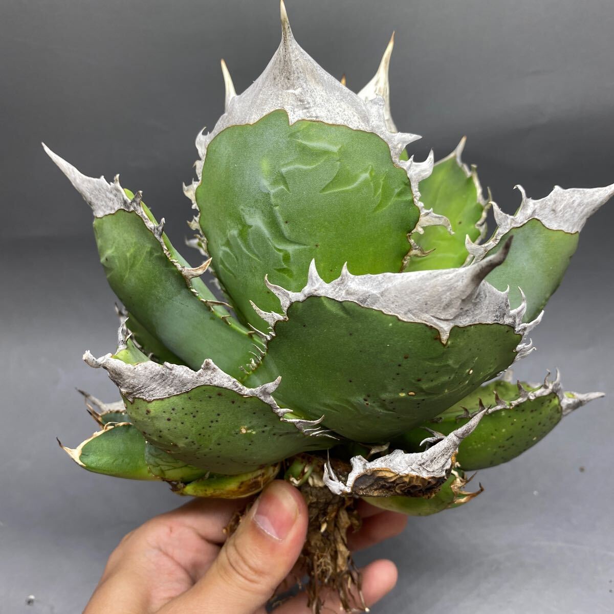 【目立った傷や汚れなし】S05247 Agave titanota(South Africa diamond アガベ チタノタ 南アフリカ
