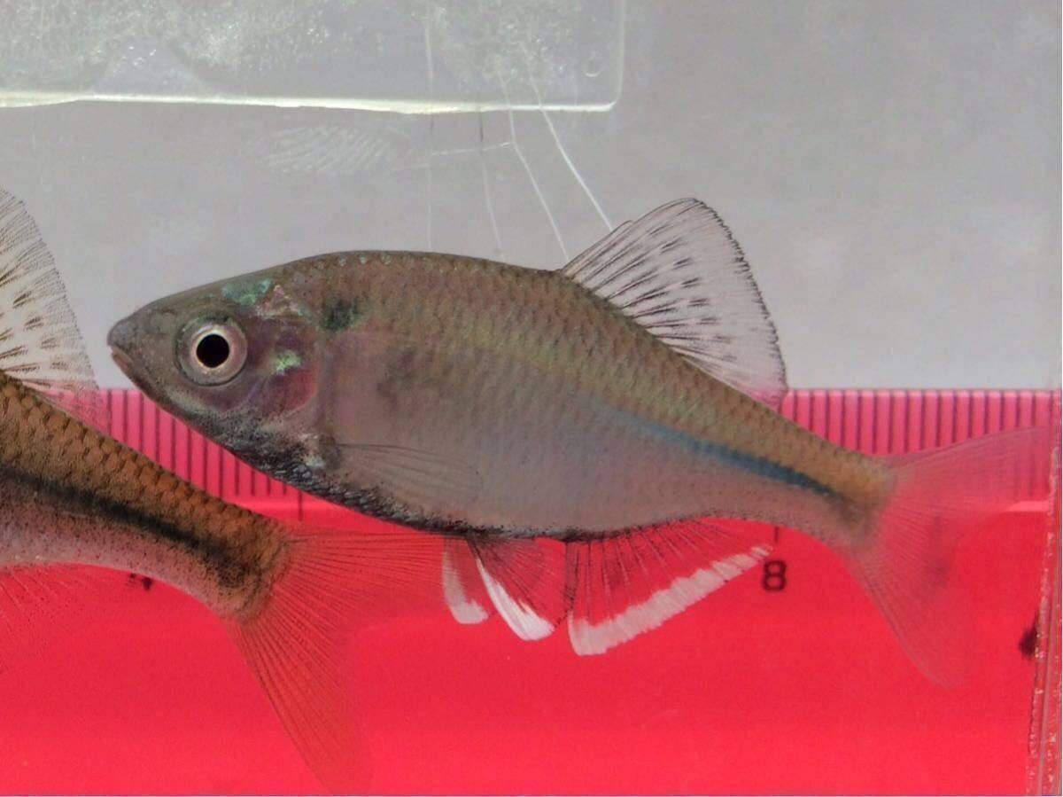 √100以上 タナゴ 霞ヶ浦 119050霞ヶ浦 タナゴ 2020 ductanpituyess