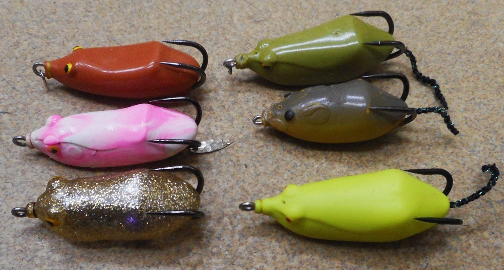 50+素晴らしい雷魚 フロッグ すべての魚の画像