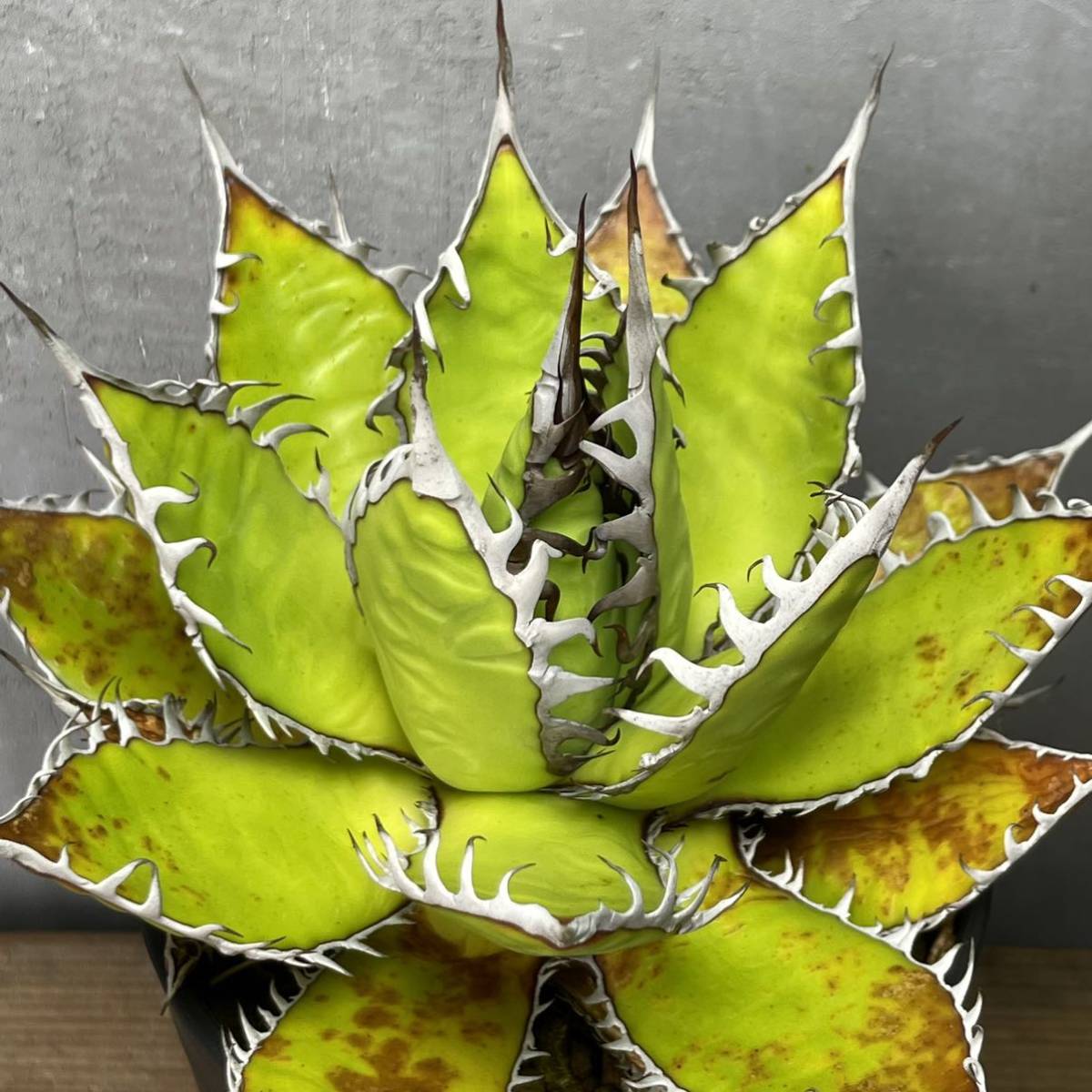 【目立った傷や汚れなし】アガベ ホリダ agave horrida 35の落札情報詳細 ヤフオク落札価格検索 オークフリー