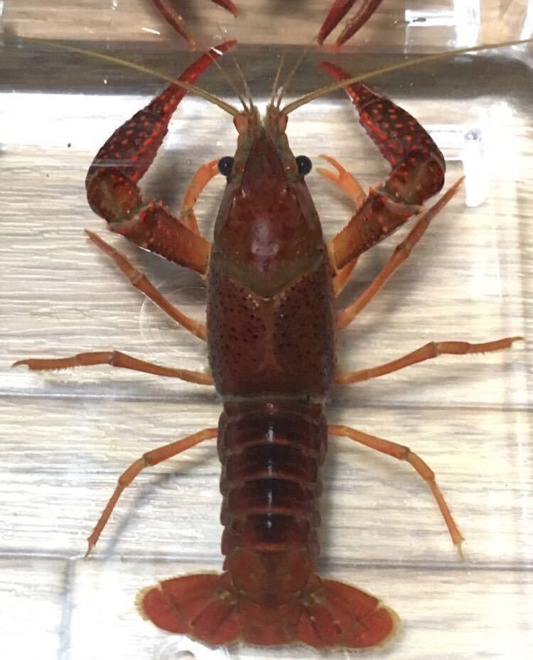 驚くばかり ザリガニ 海 釣り 史上最高の画像