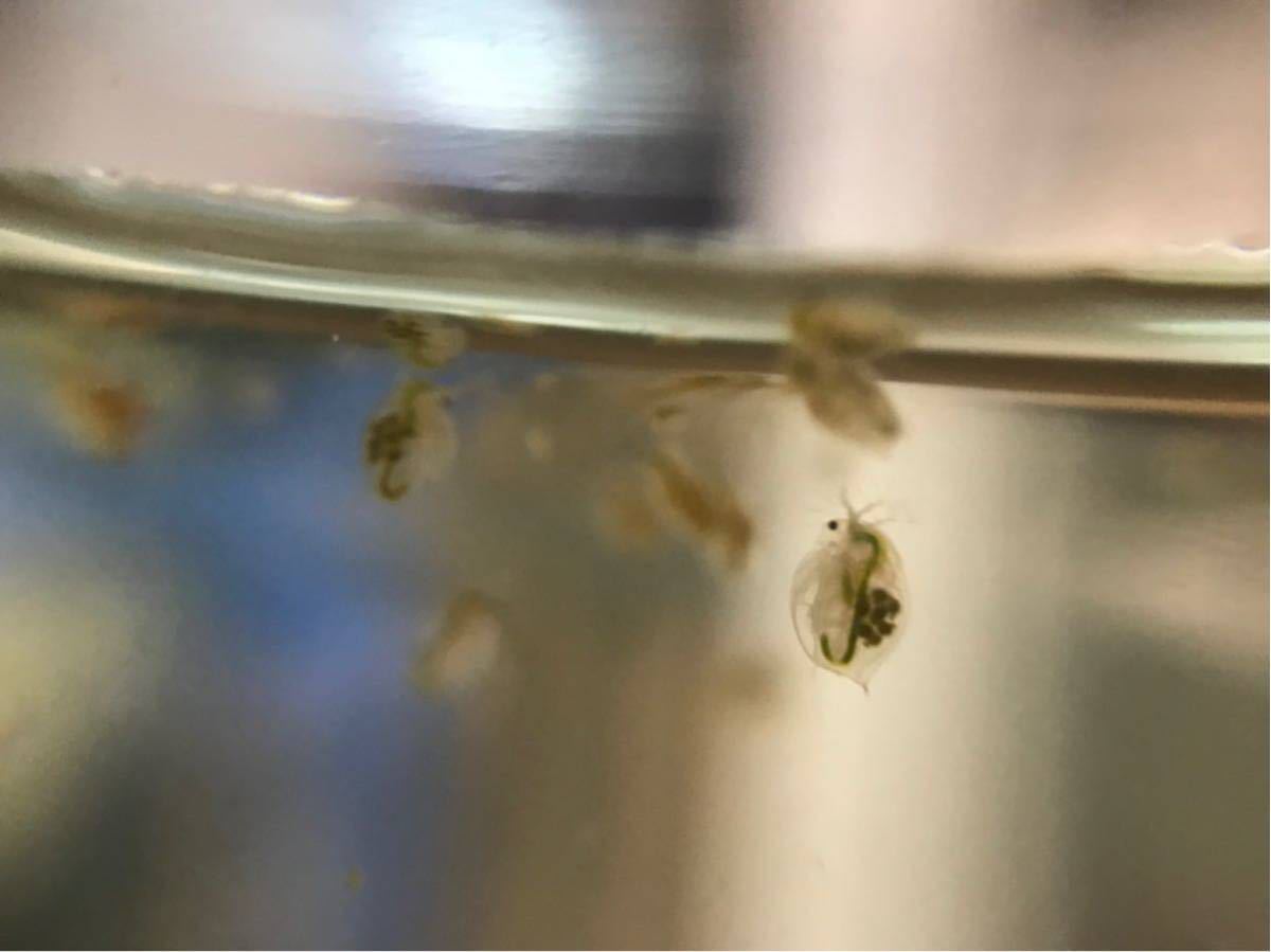 新品】【巨大なミジンコ】オオミジンコ(ダフニアマグナ)100匹+Α の落札情報詳細| ヤフオク落札価格情報 オークフリー・スマートフォン版