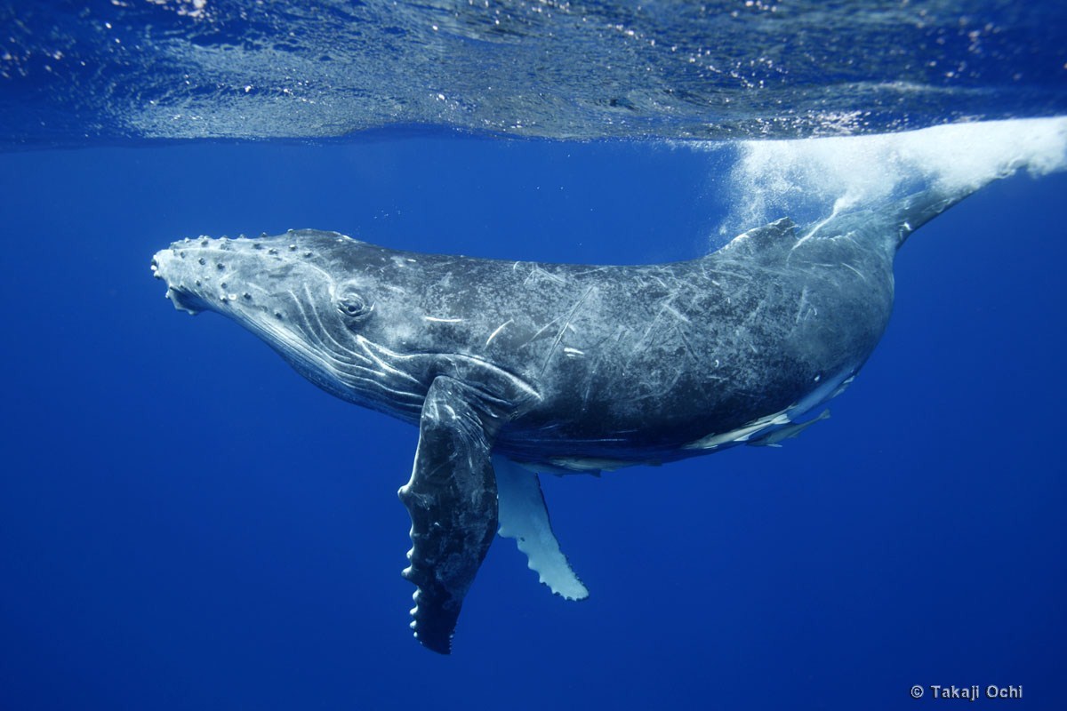 最新クジラ フリー素材 花の画像