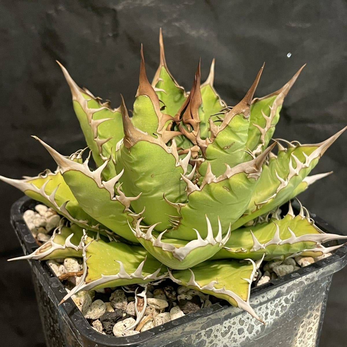 【やや傷や汚れあり】【親株】アガベ チタノタ × ローファンサ ハイブリッド 萬代巌龍の落札情報詳細 ヤフオク落札価格検索 オークフリー