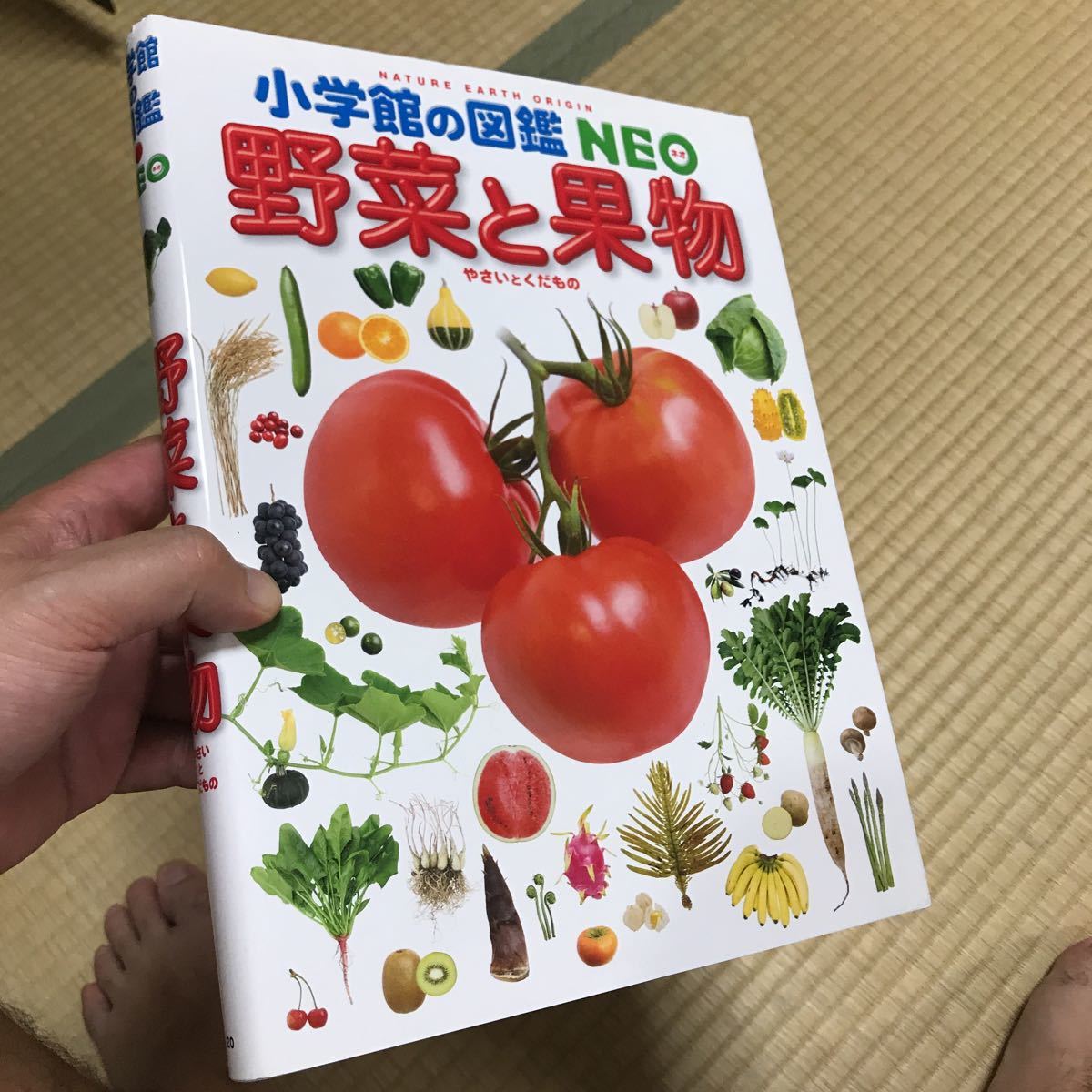 雨季だからこそ楽しめる♪バリ島の南国フルーツ図鑑｜エクスペディア 中古】小学館の図鑑Neo 野菜と果物 の落札情報詳細| ヤフオク落札価格情報 オークフリー・スマートフォン版