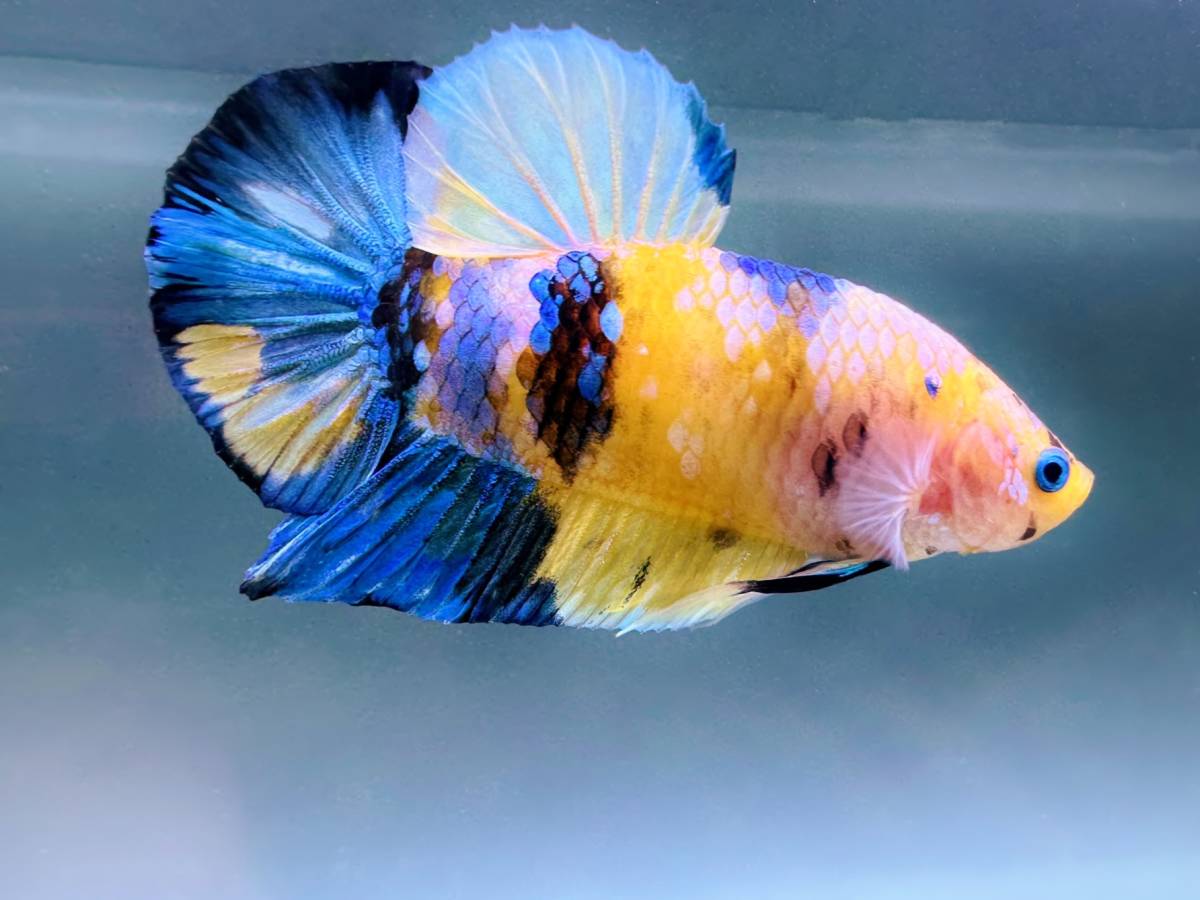 【未使用】【ブルー・アイ】★★イエロー・ギャラクシー・ボルダー・ジャイアント・プラカット★★の落札情報詳細 ヤフオク落札価格情報 オークフリー