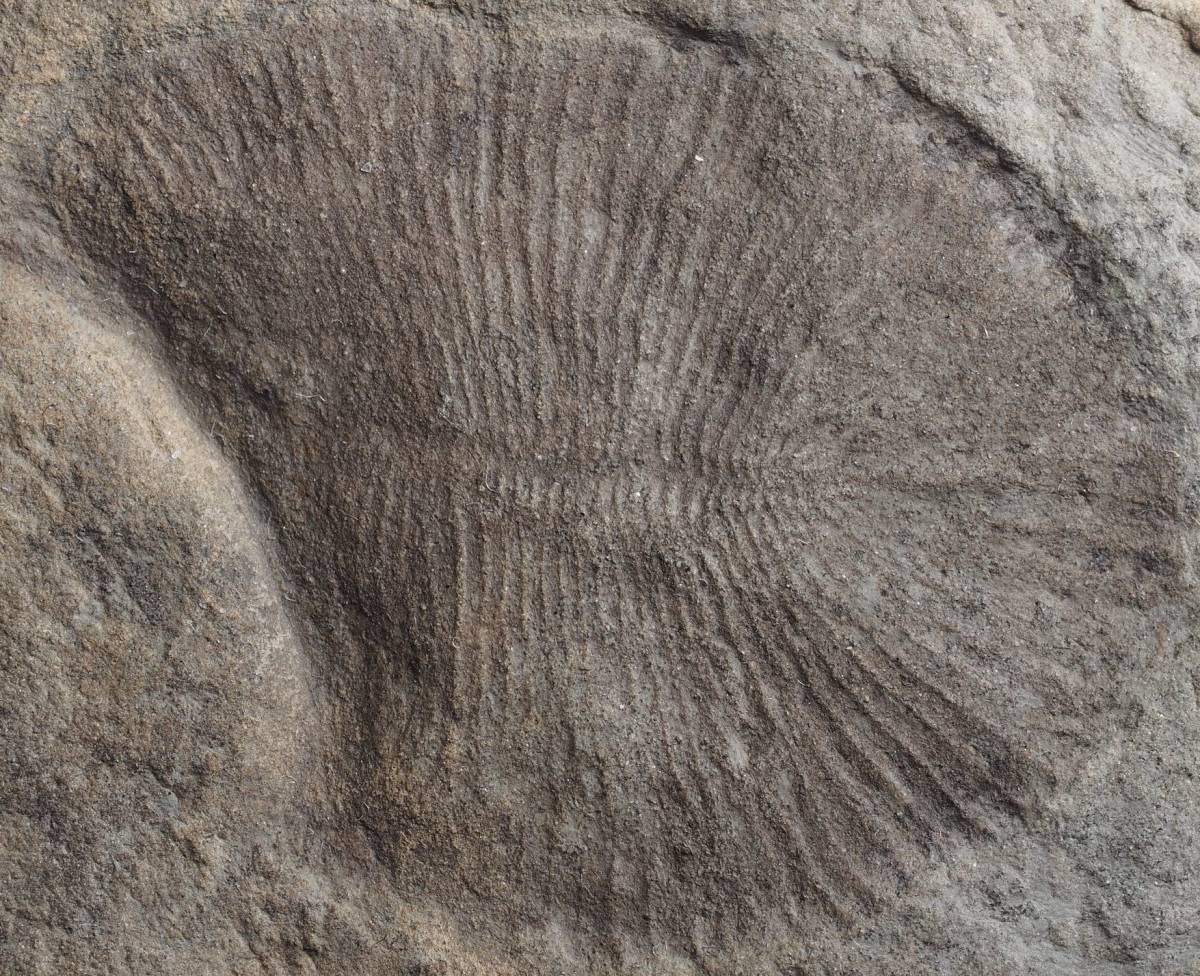 ディッキンソニア・川崎悟司イラスト集 中古】エディアカラ生物 ディッキンソニア 大型個体 白海産 #79450 の落札情報詳細| ヤフオク落札価格情報 オークフリー・スマートフォン版