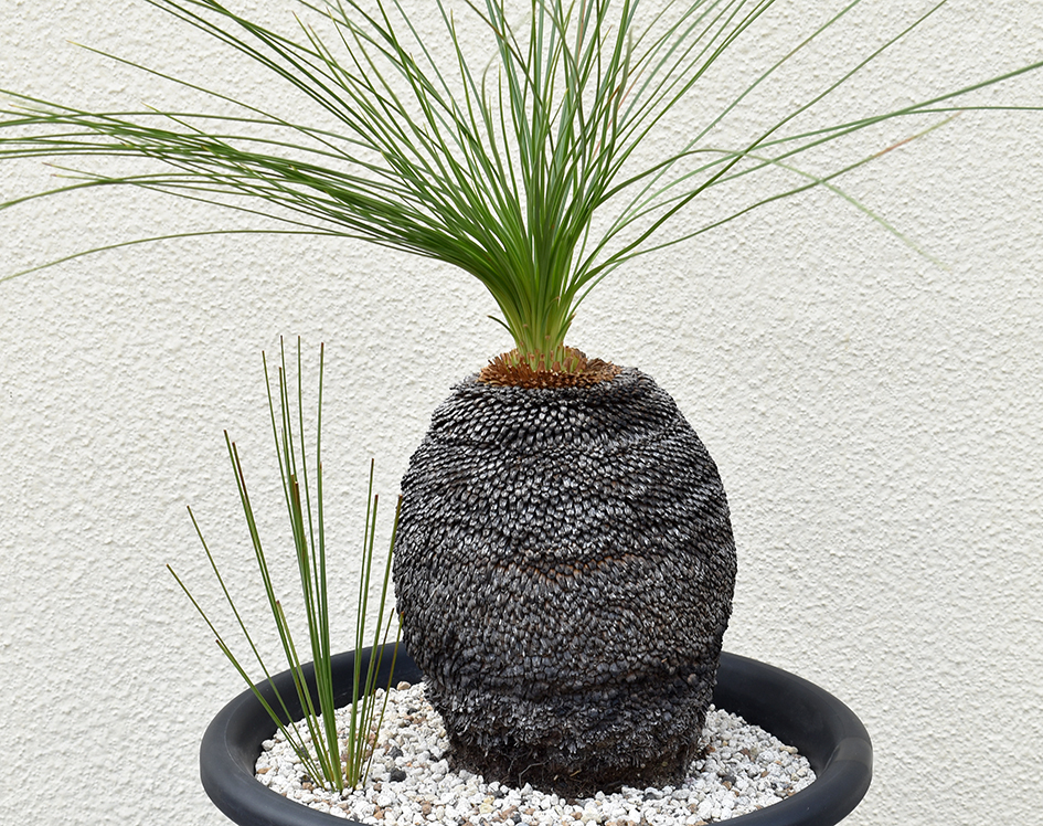 完全発根済み【現品】通称：ブラックボーイ(Black boy) グラスツリー クサントロエア・ジョンソニー 13号 FW