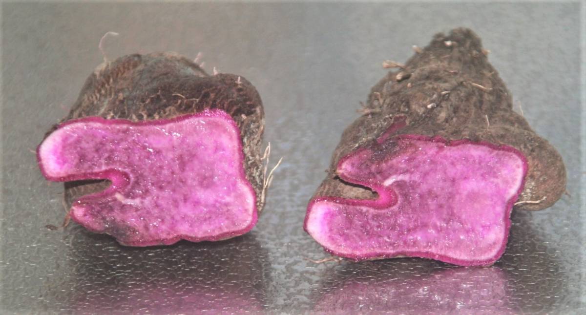 ダイジョ（大薯） : 今日のまごころ ダイジョ （大薯、台湾山芋） 紫大薯１０００Ｇ／白大薯１６００Ｇ 各１本 非常に粘りの強い山芋 送料込み の落札情報詳細| ヤフオク落札価格情報 オークフリー・スマートフォン版