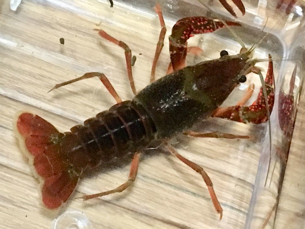 上 釣り餌 ザリガニ 190425釣り餌 ザリガニ Jozirasutonh7w