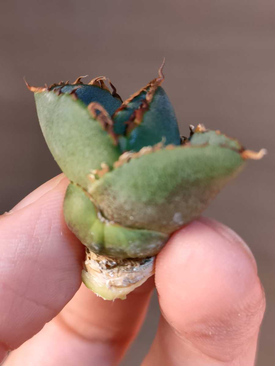 【やや傷や汚れあり】【hiiro】稀少 天芽 アガベ 純血ジャガーノート 子株 agave juggernaut （検 チタノタ レア 希少の