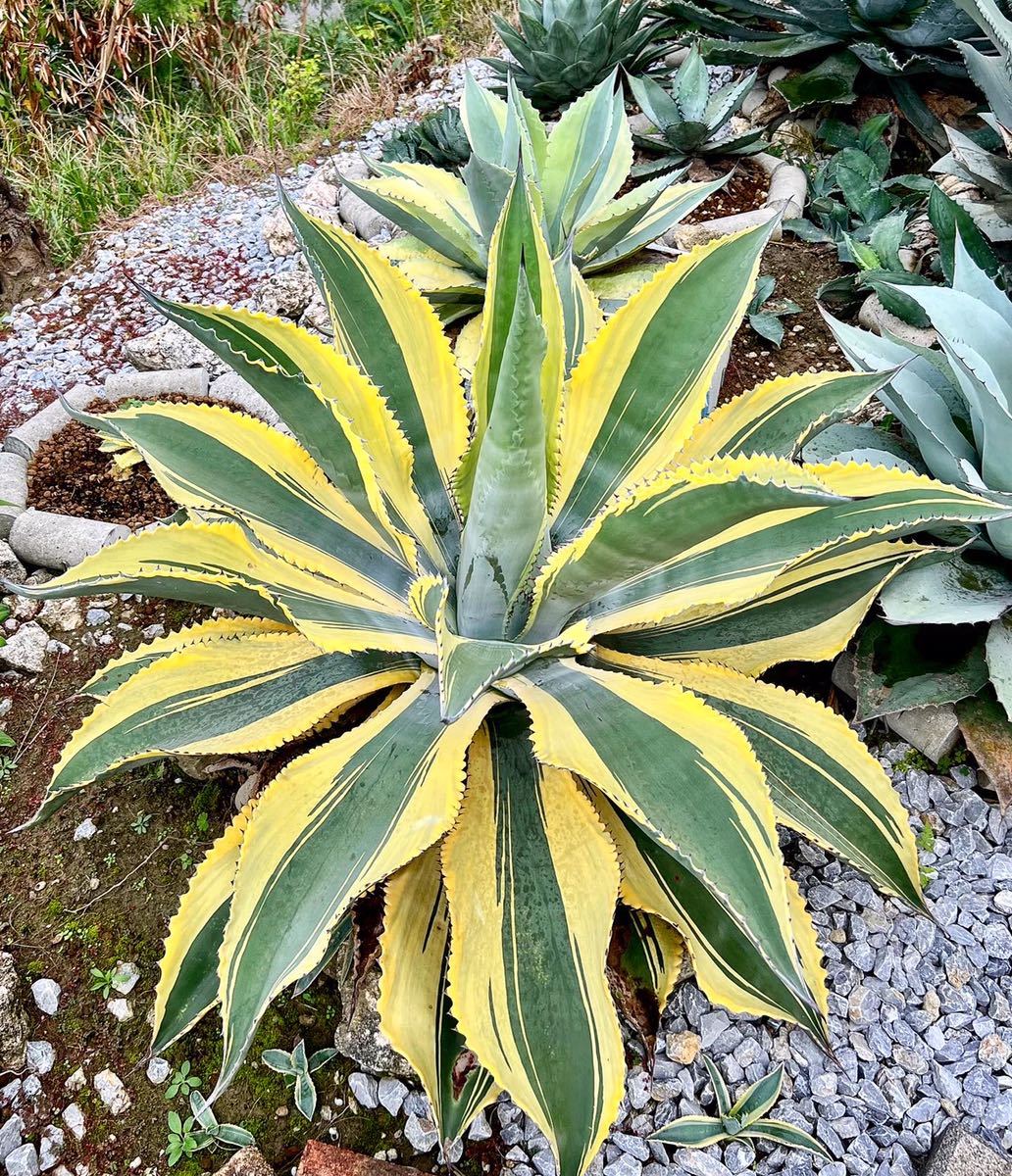 【やや傷や汚れあり】Agave Ripple Effect 、アガベ リップル エフェクトの落札情報詳細 Yahoo!オークション落札価格