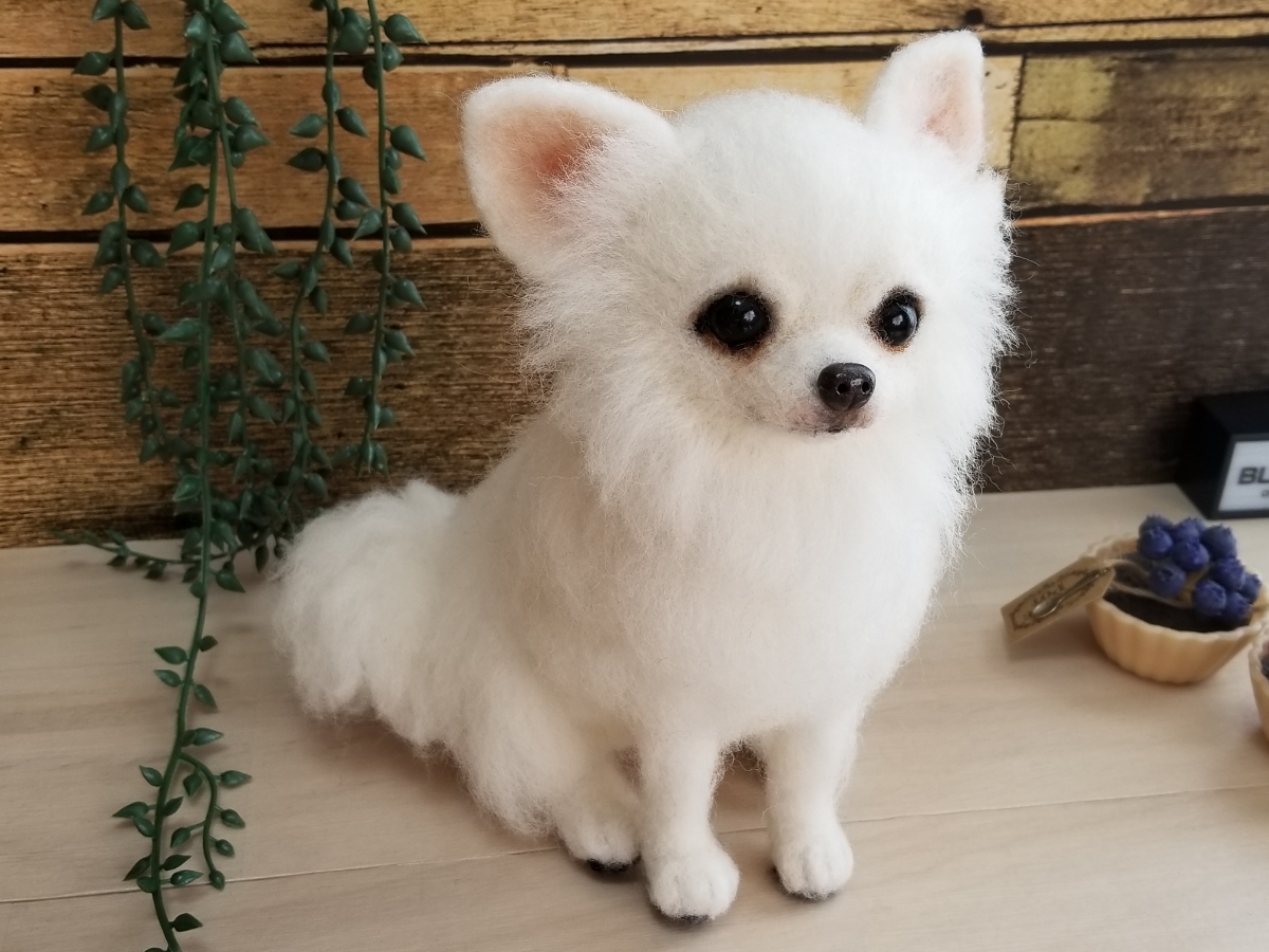 Mmrc77850 On Twitter: "おはようございます😊🎶 今朝は、一人でゴロゴロするリコ動画です🤗💕かわいくってずっと見ちゃってました😍💕 . #チワワ #チワワ部 #白チワワ #ロングコートチワワ #ロンチー #リコ #犬 #犬バカ部 #ワンコ #ちわわ #犬と猫 #Chihuahua ... 新品】☆羊毛フェルト 犬 ロングコートチワワ 白ハンドメイド☆ の落札情報詳細| ヤフオク落札価格情報 オークフリー・スマートフォン版