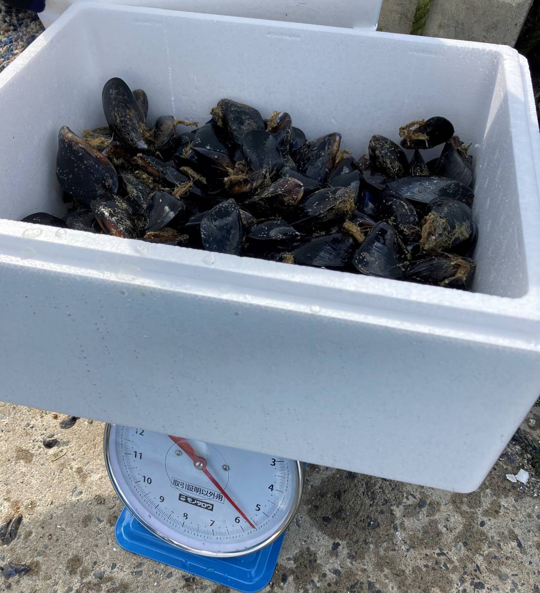 【印刷可能】 釣り餌 貝 933262釣り餌 貝の付け方 Nyosspixmsld