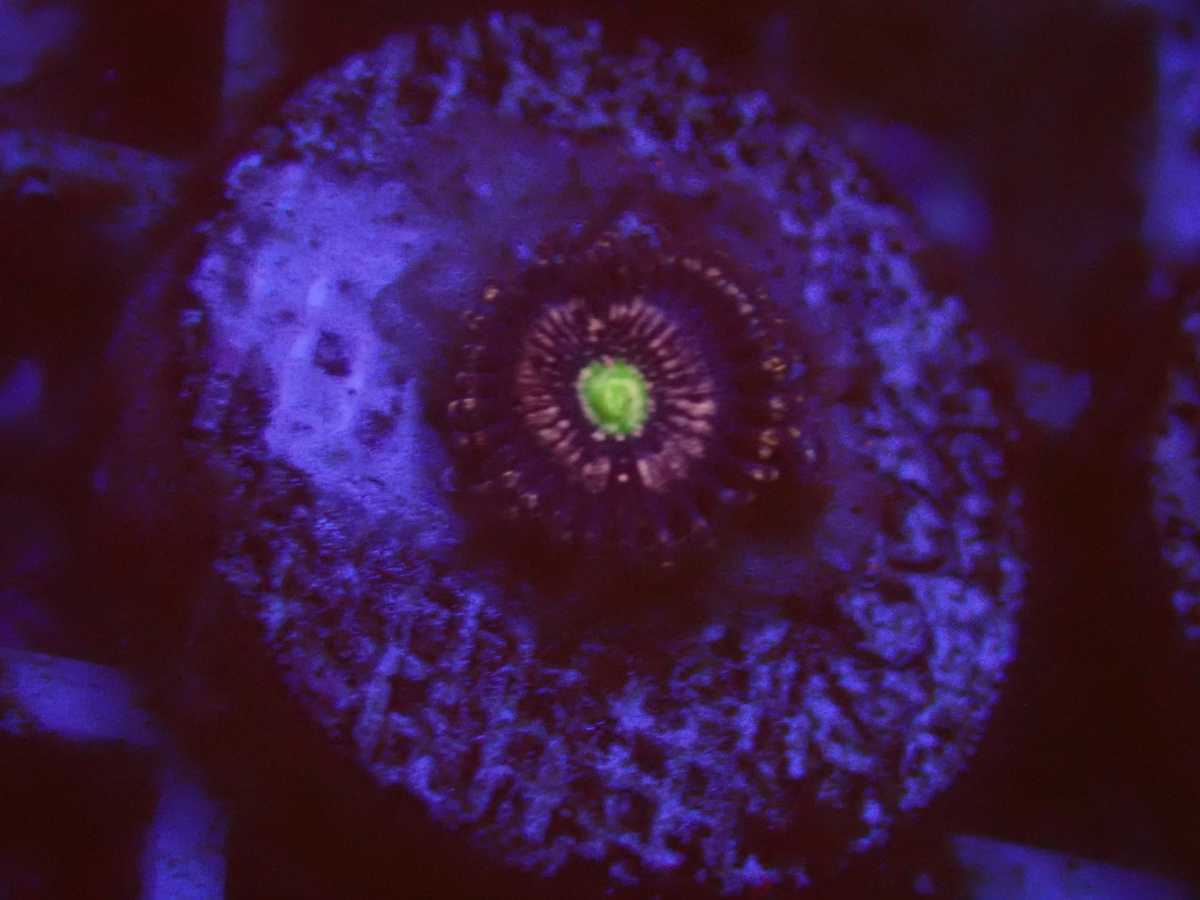 らいげきたい Blue blue lagoon 3 河内和泉 EIGHTH の落札情報詳細 ヤフオク落札価格情報 オークフリー