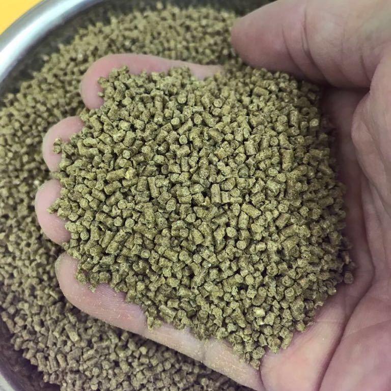 金魚 プレコの餌 308709金魚 プレコの餌 GAMBAR WAW