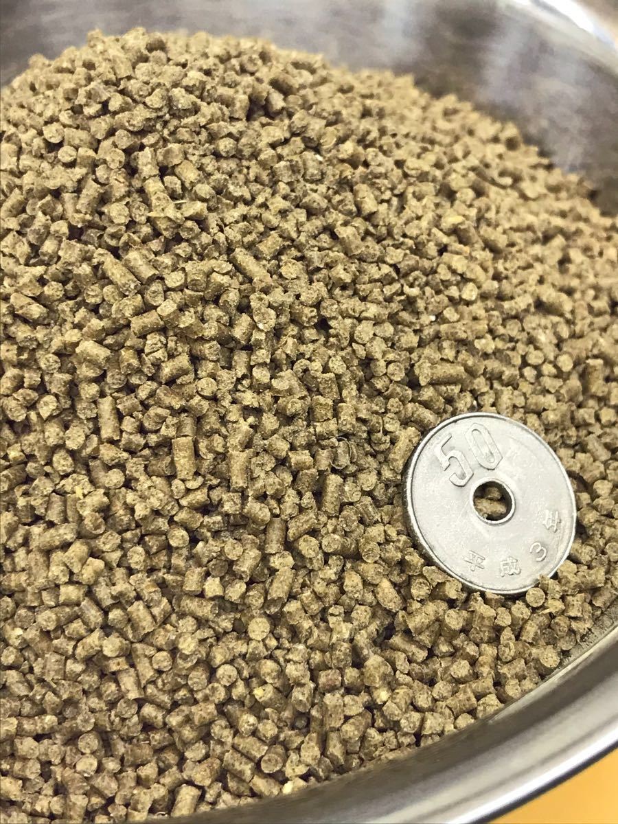 金魚 プレコの餌 308709金魚 プレコの餌 GAMBAR WAW