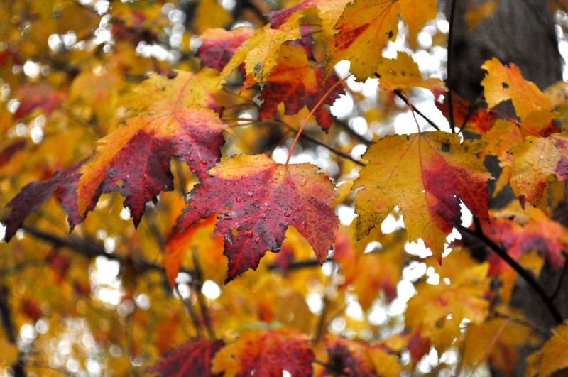 What Gives Leaves Their Fall Color? Brooklyn Botanic Garden