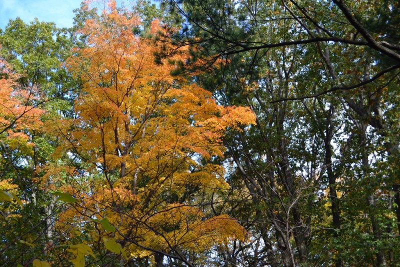 What Gives Leaves Their Fall Color? Brooklyn Botanic Garden