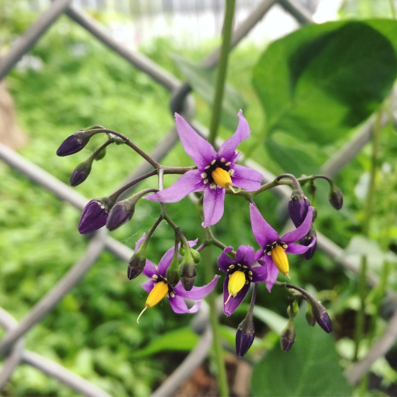 Nightshade Flower