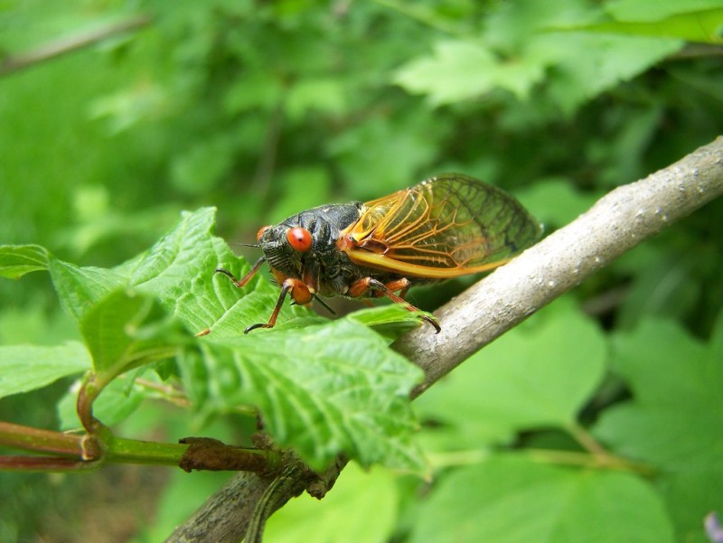 Are Cicadas Good Luck