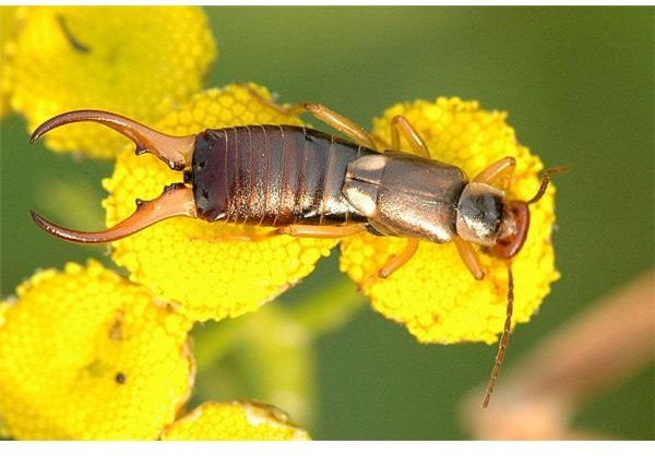Earwigs, Organic Control Natural Ways to Get Rid of Earwigs Bright Hub