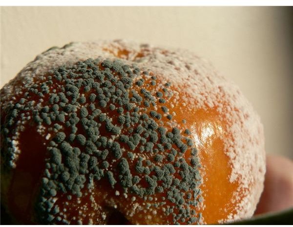 Learn All About Mold with These Bread Mold Experiments You