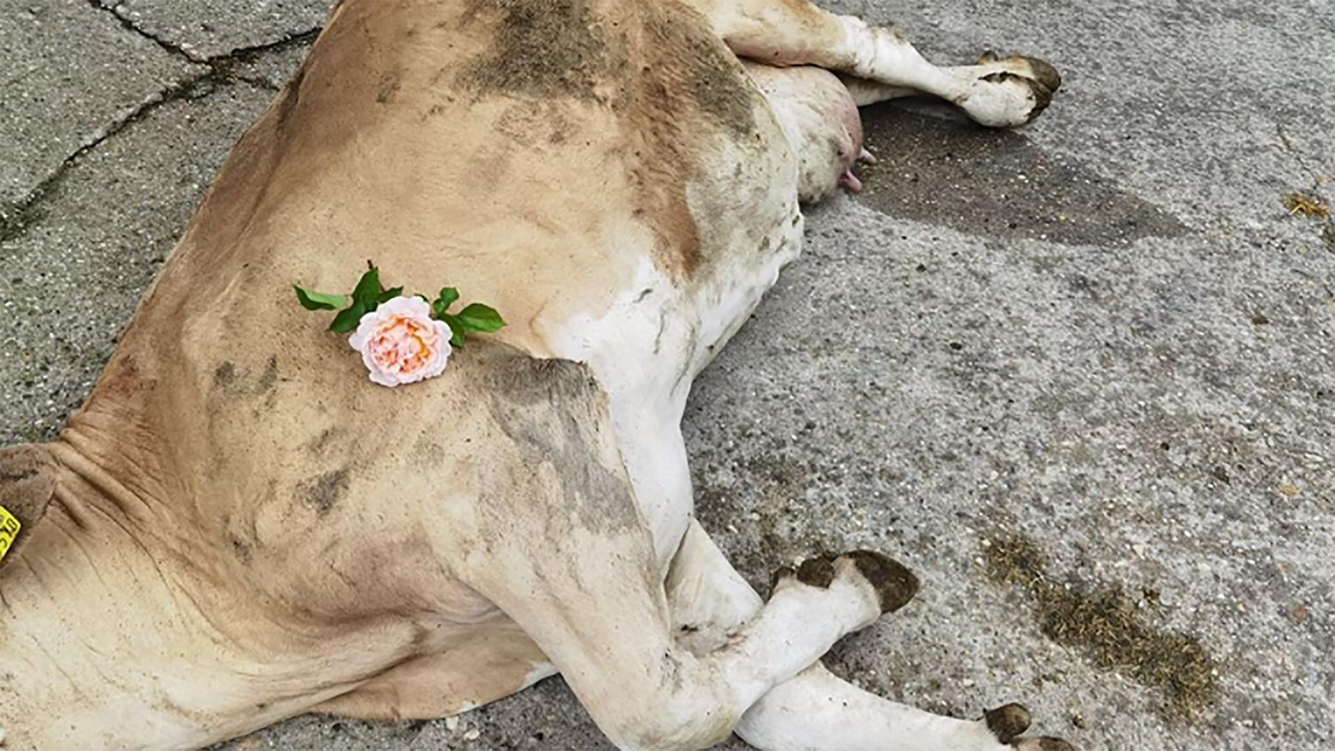 "Wir sind zorniggrantigfrustierttraurighilflos" Schwarzach Kuh