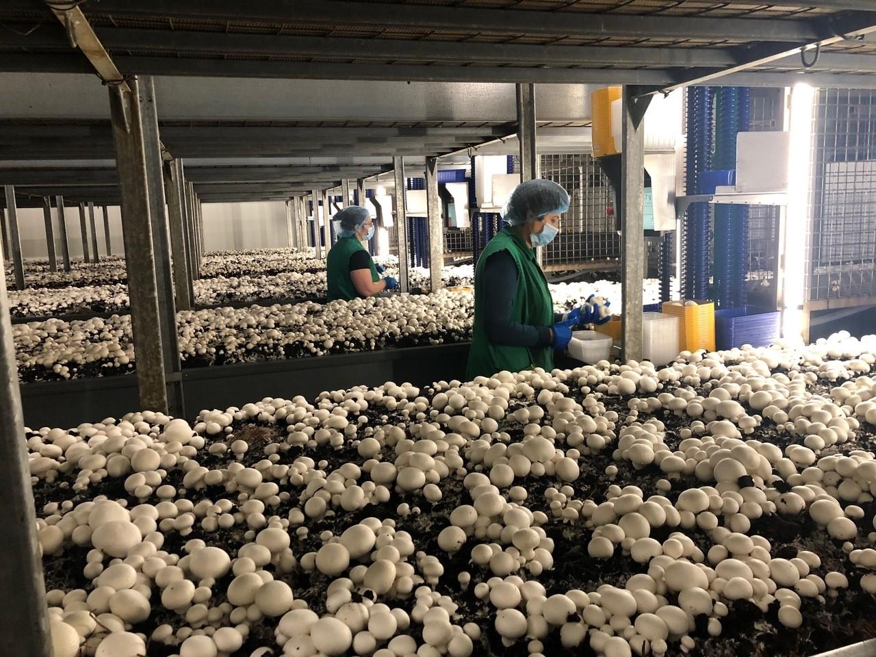 Champignons aus Unterfranken Europas modernste Pilzzucht BR24