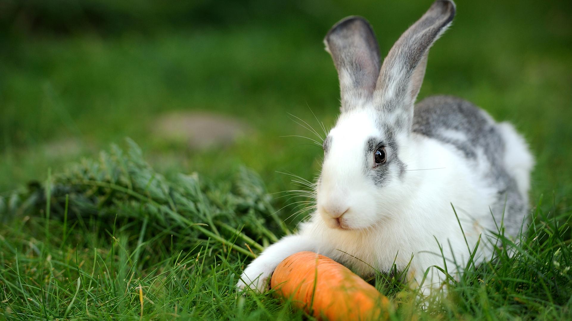 Wie fies ist das denn?! Militante Tierschützer klauen kleinem Mädchen