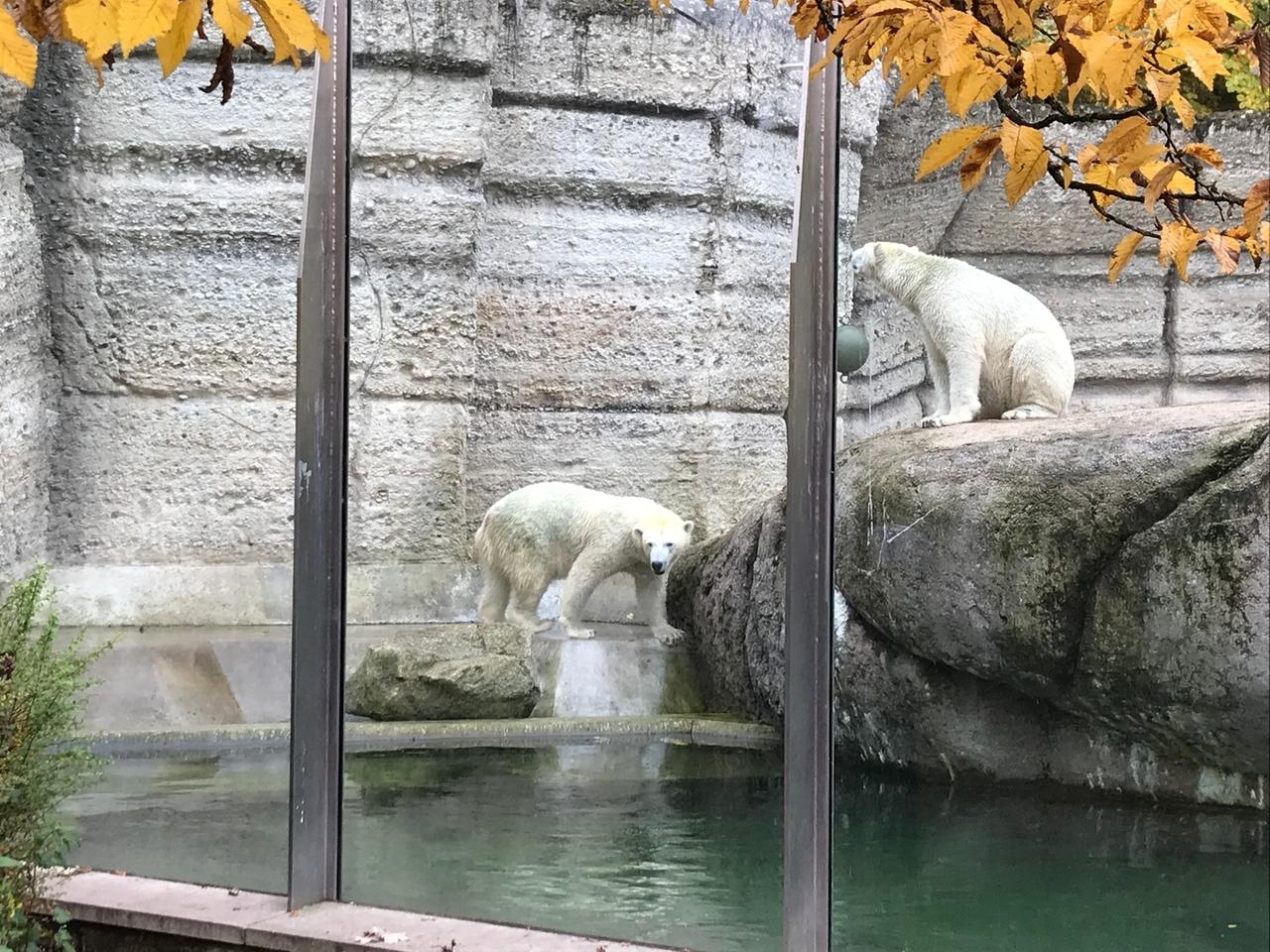 Zoos in Bayern bereiten sich auf Öffnung vor BR24