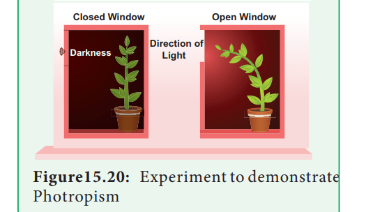 Phototropism In Plants Experiment