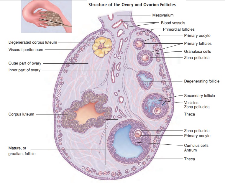 Parts Of Ovary Of Female